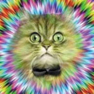 The Astrobiological Cat